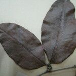 Cynometra hostmanniana Other
