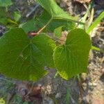 Vitis californica Blatt