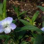 Viola elatior Maua