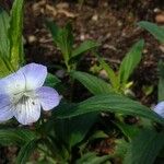 Viola elatior Flower