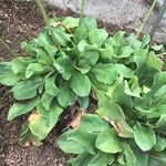 Limonium santapolense Hoja