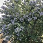 Ceanothus arboreus Агульны выгляд