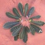 Launaea capitata Feuille