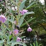 Solanum glaucophyllum Alkat (teljes növény)
