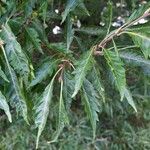 Quercus castaneifolia Folio