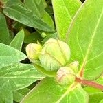 Hypericum × hidcoteense অন্যান্য