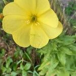 Oenothera glazioviana 花