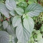 Witheringia meiantha Leaf