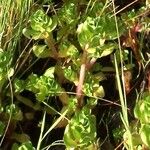 Lythrum portula Leaf