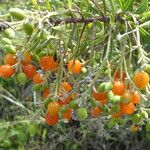 Daphne gnidium Fruit