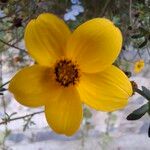 Bidens aureaFlor