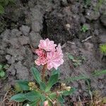 Lewisia longipetala ᱵᱟᱦᱟ