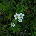 Parnassia nubicola عادت