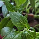 Capsicum frutescens Blatt