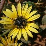 Arctotheca calendula Cvijet