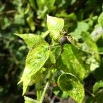 Tragia furialis Fruto