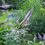 Veronicastrum sibiricum Elinympäristö