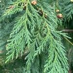 Chamaecyparis lawsoniana Levél