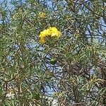 Cascabela thevetioides Flower