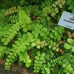 Anemia rotundifolia Blad