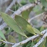 Melaleuca quinquenervia Levél