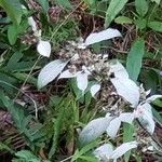 Pycnanthemum incanum പുഷ്പം