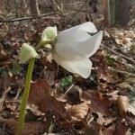 Helleborus niger Floare