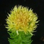 Rhodiola wallichiana Flower
