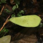 Schnella guianensis Fruit