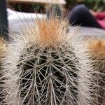 Pilosocereus chrysostele Otro