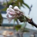 Viburnum × bodnantense Blomma