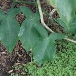 Philodendron camposportoanum Leaf