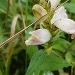 Chelone glabra Flower