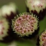 Psiadia anchusifolia Flower