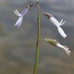 Lobelia dortmanna Egyéb