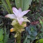 Curcuma longaFlower