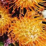 Leucospermum cordifolium (Salisb. ex Knight) Fourc.Flower