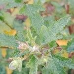 Anisodontea capensis Leaf