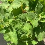 Sideritis infernalis Yaprak