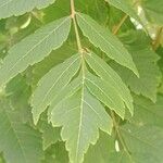 Koelreuteria paniculata Hoja