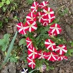 Petunia spp. Blüte