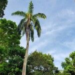 Roystonea regia Folha