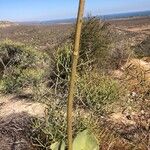 Kalanchoe grandidieri Altres