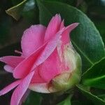 Camellia sasanqua Blüte