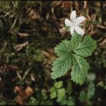Rubus pedatus Hábito