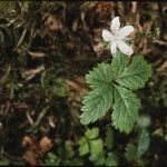 Rubus pedatus Habitus