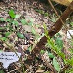 Aphelandra squarrosa Bark