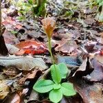 Pterostylis ophioglossa