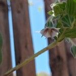 Trichodesma zeylanicum Flower