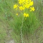 Isatis tinctoria Хабит